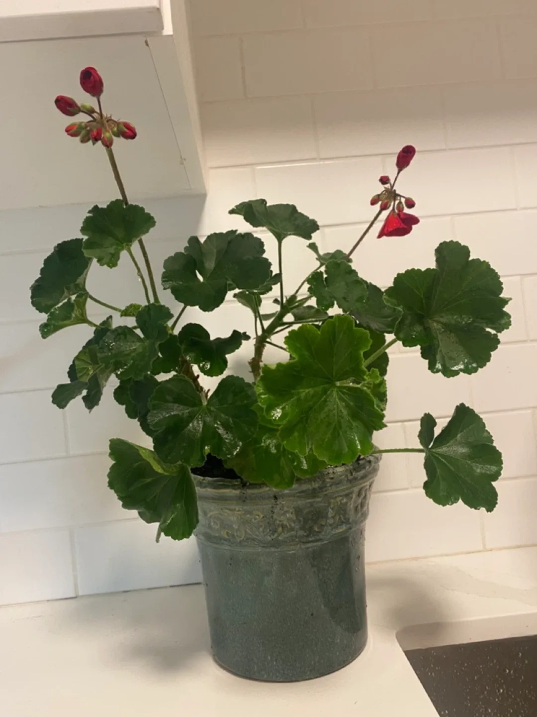 Potted Geranium Plant with Red Flowers image indicator(3)