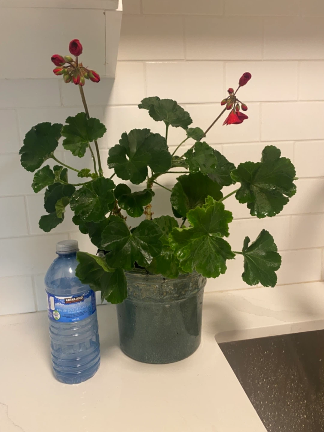Potted Geranium Plant with Red Flowers - photo 4