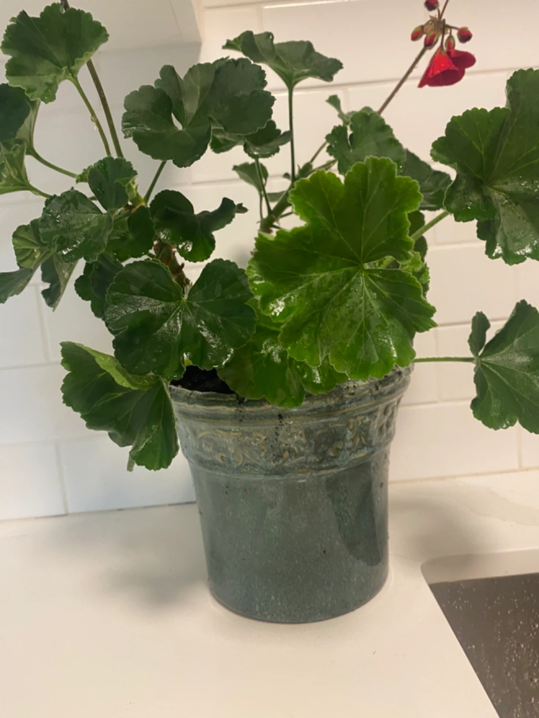 Potted Geranium Plant with Red Flowers - photo 2