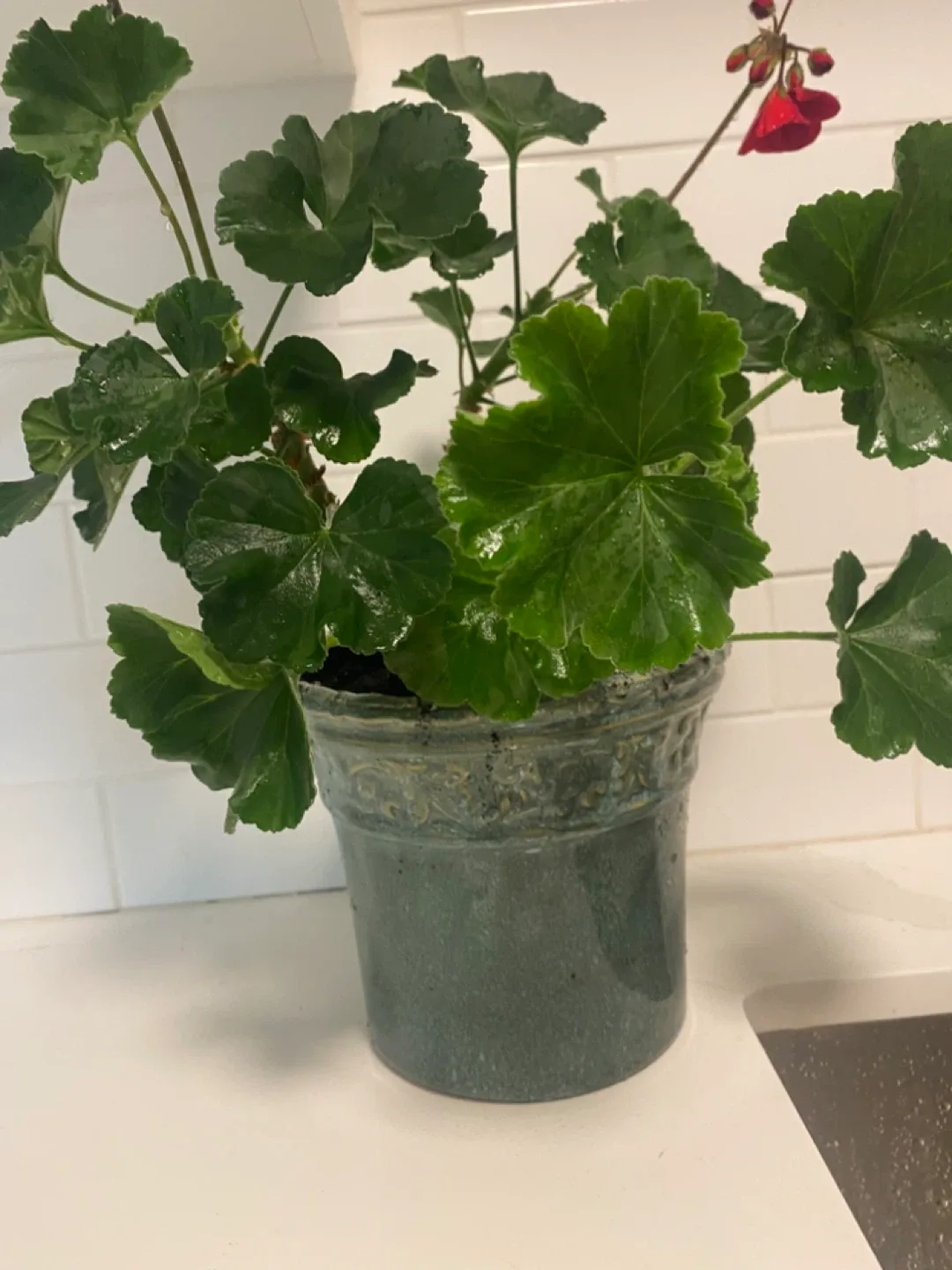 Potted Geranium Plant with Red Flowers image indicator(2)