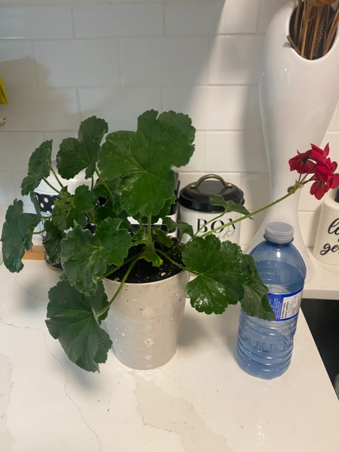 Potted Geranium Plant image indicator(2)