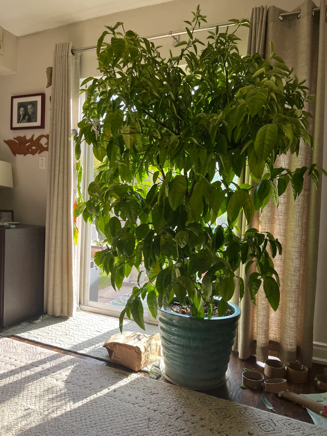 Mandarin tree