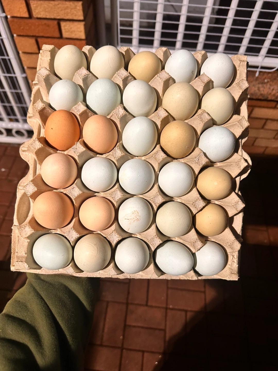 Fresh Farm Eggs
