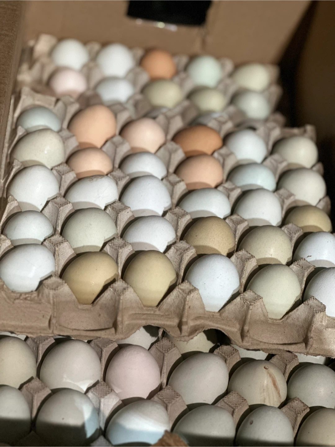 Fresh Farm Eggs - photo 2