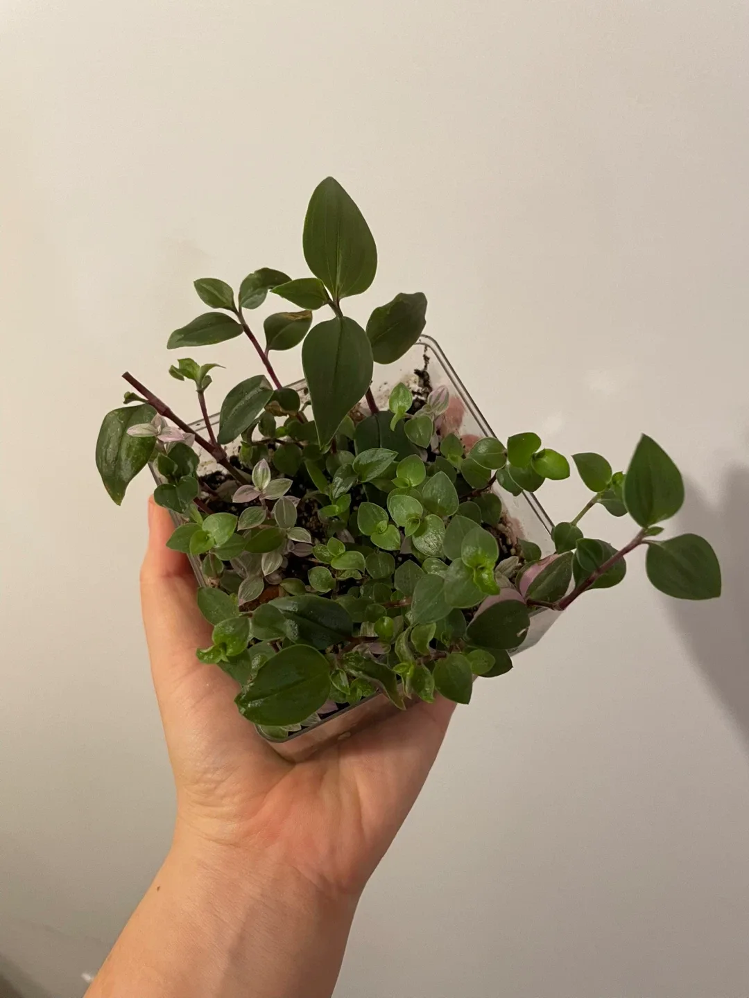 Potted Tradescantia Plant image indicator(3)