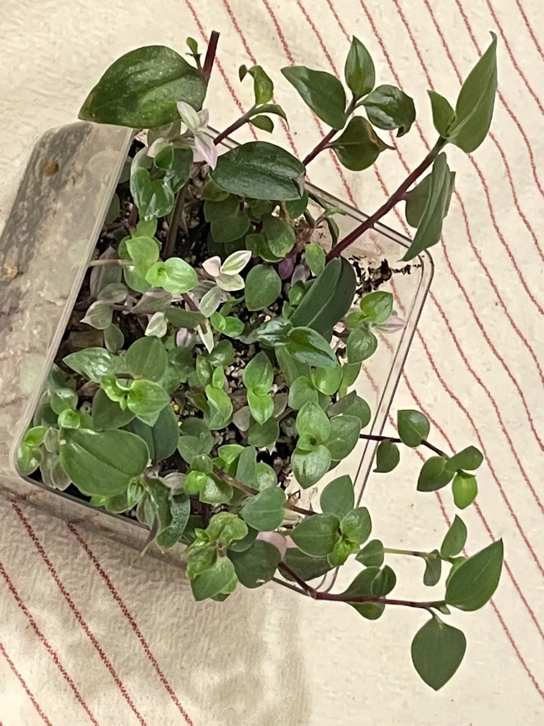 Potted Tradescantia Plant image indicator(2)