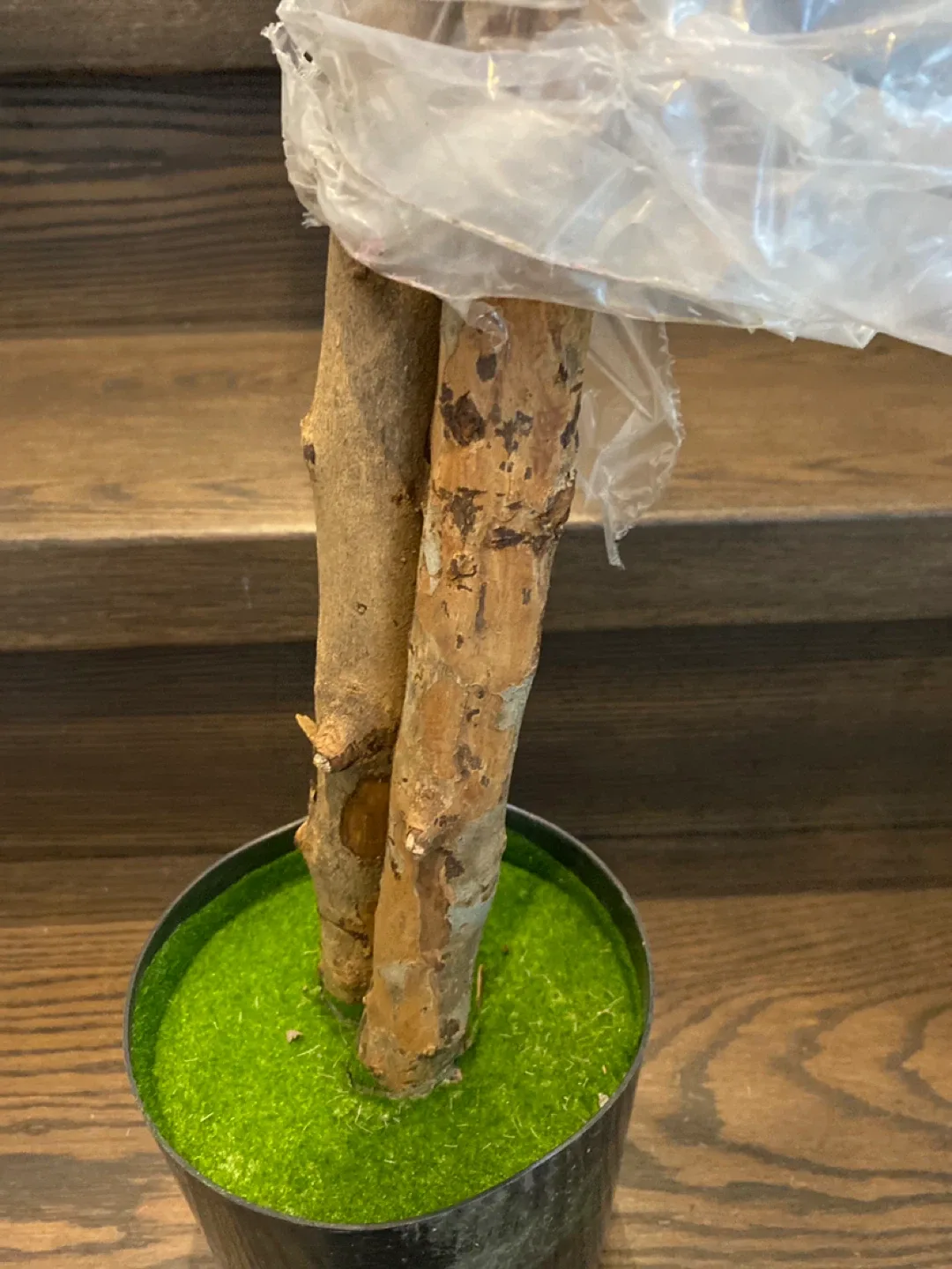 Pink Cherry Blossom Tree image indicator(3)