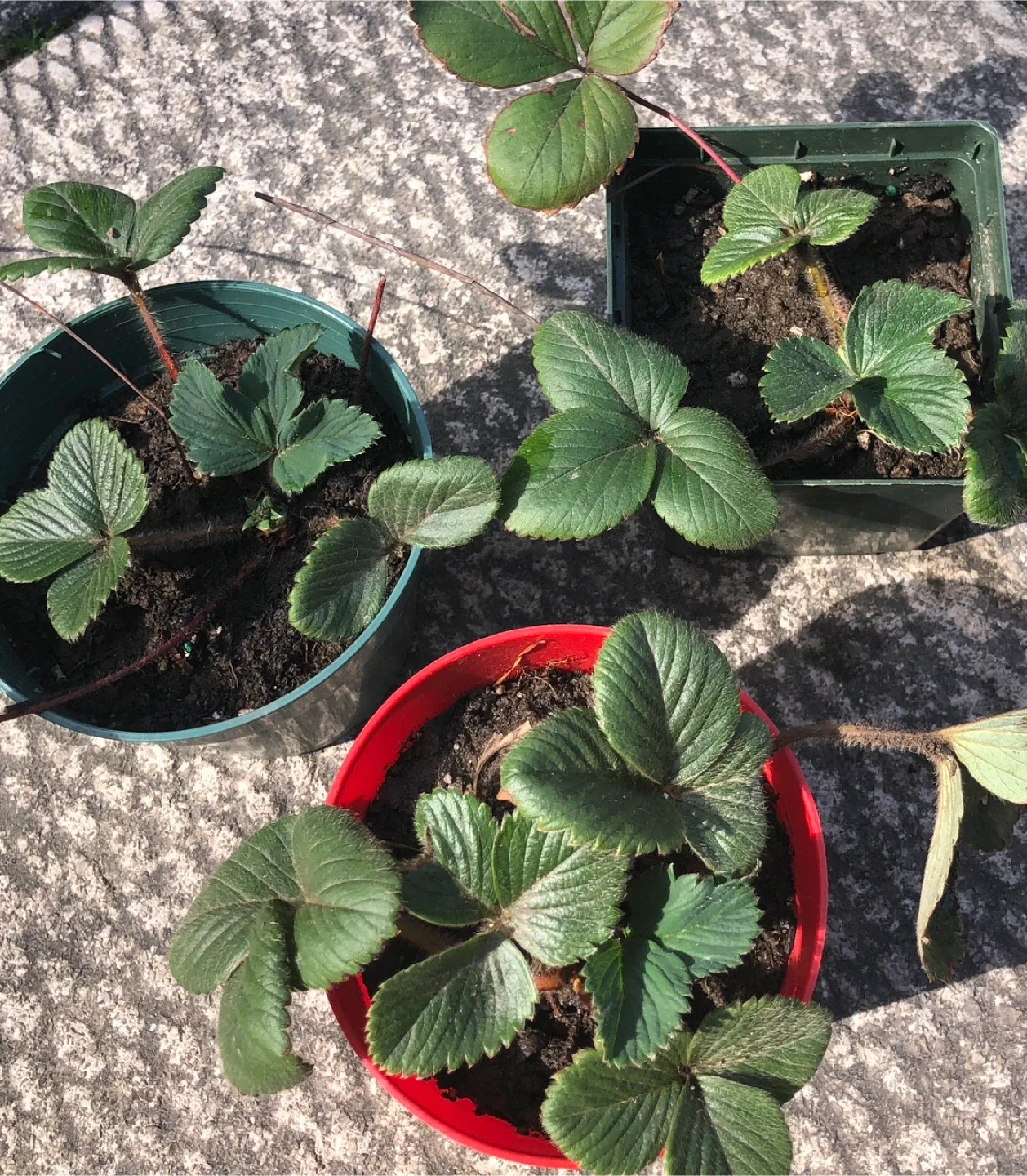 Plant them now have them in spring to multiply thumbnail