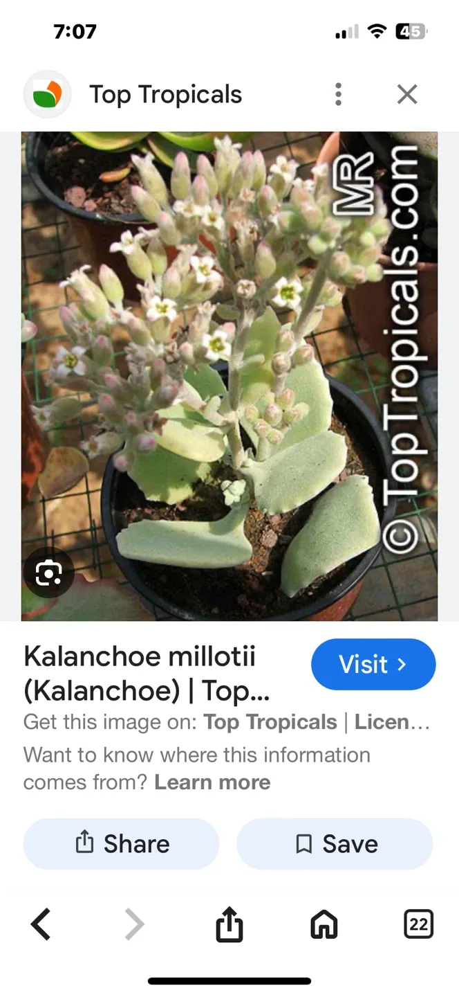 Elephant Ear Kalanchoe Millottii image indicator(2)