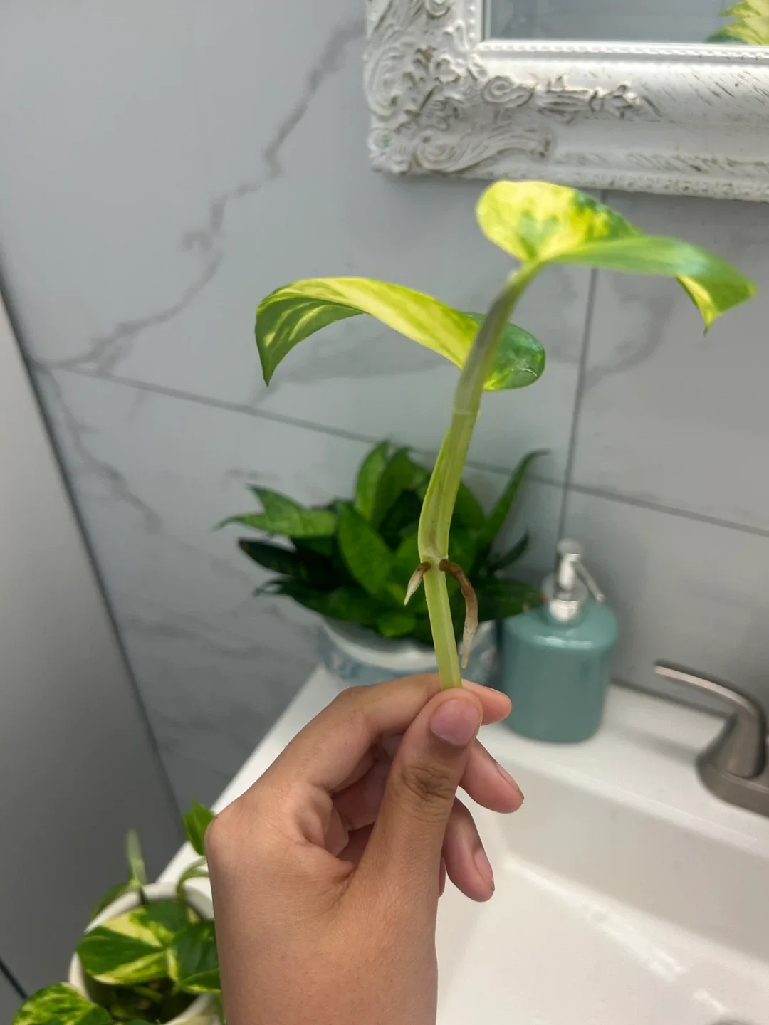 FREE Golden Pothos plant cutting image indicator(5)