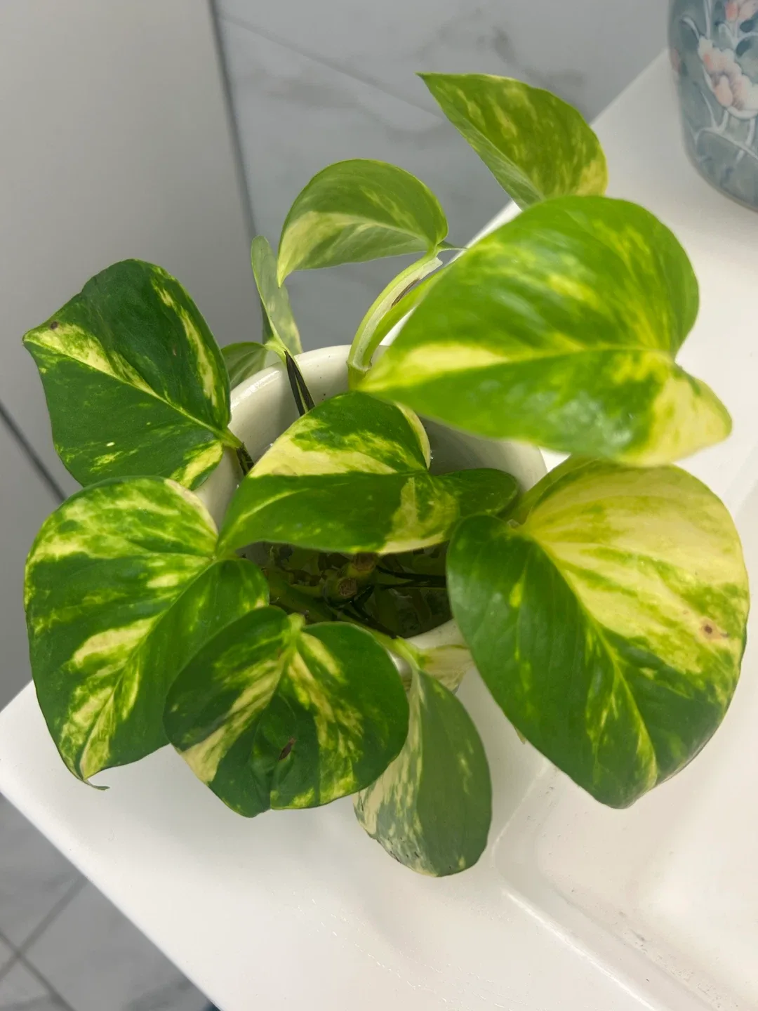FREE Golden Pothos plant cutting image indicator(4)