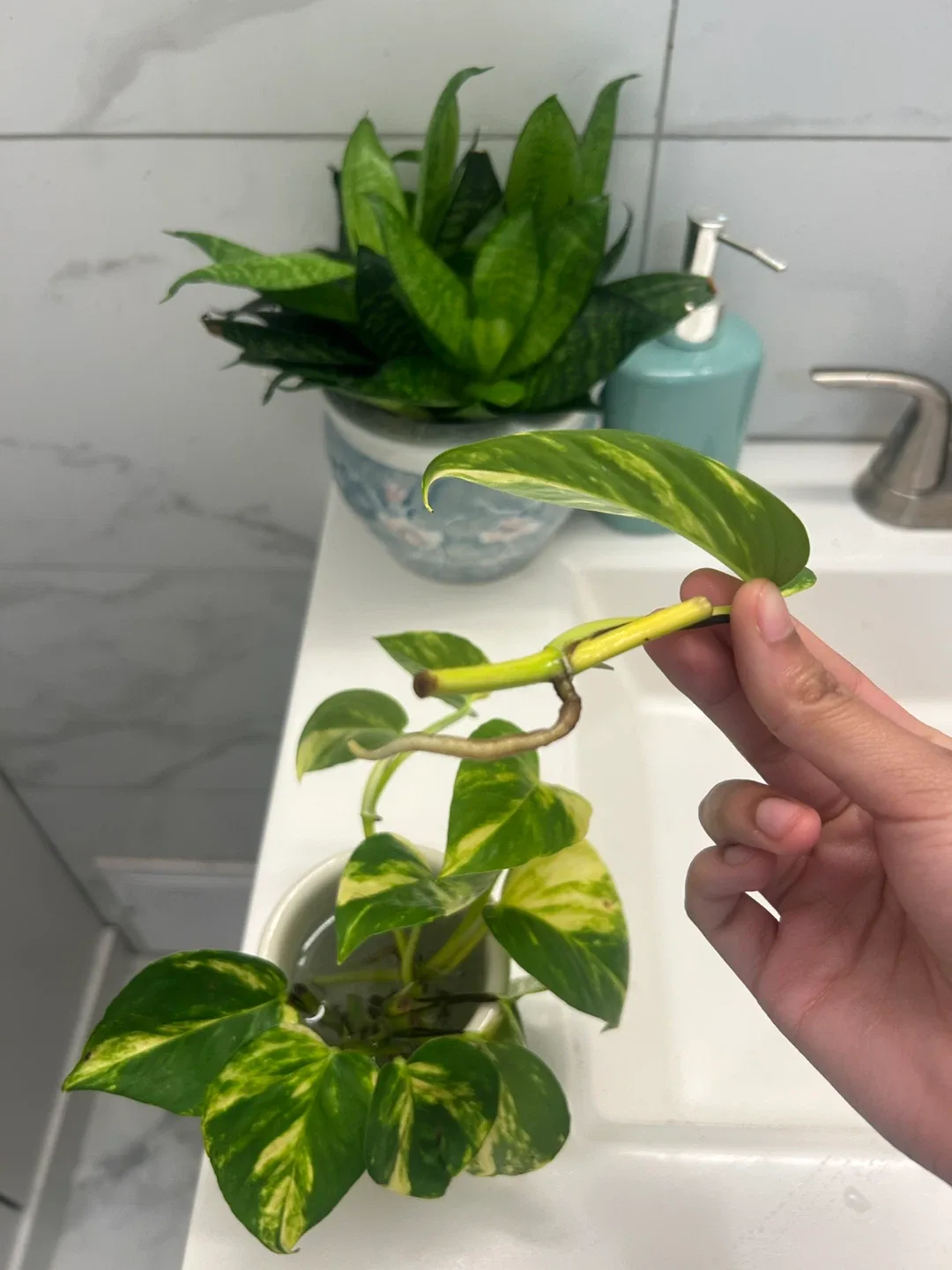 FREE Golden Pothos plant cutting image indicator(2)