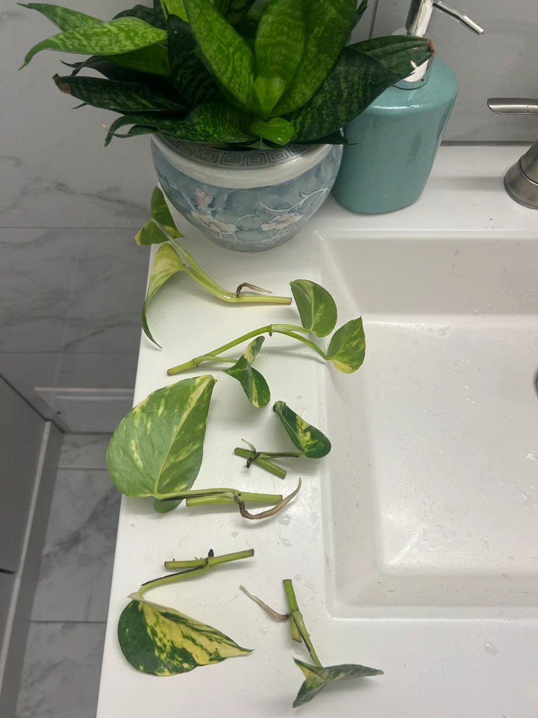 FREE Golden Pothos plant cutting image indicator(3)