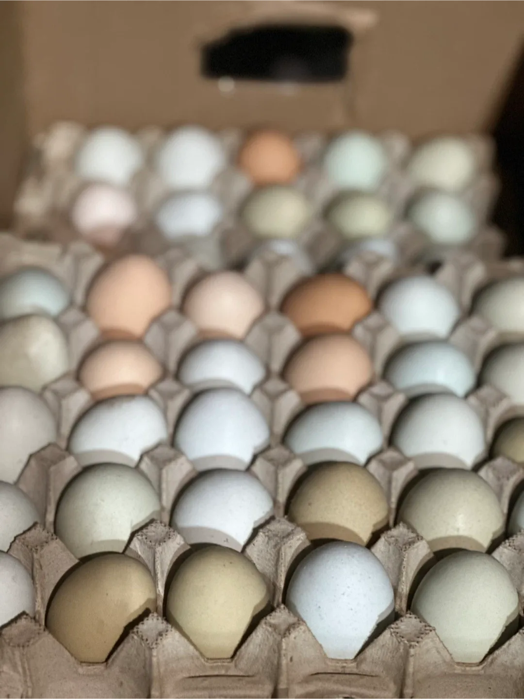 Real EGGS $20 for 30 Eggs Colors image indicator(2)