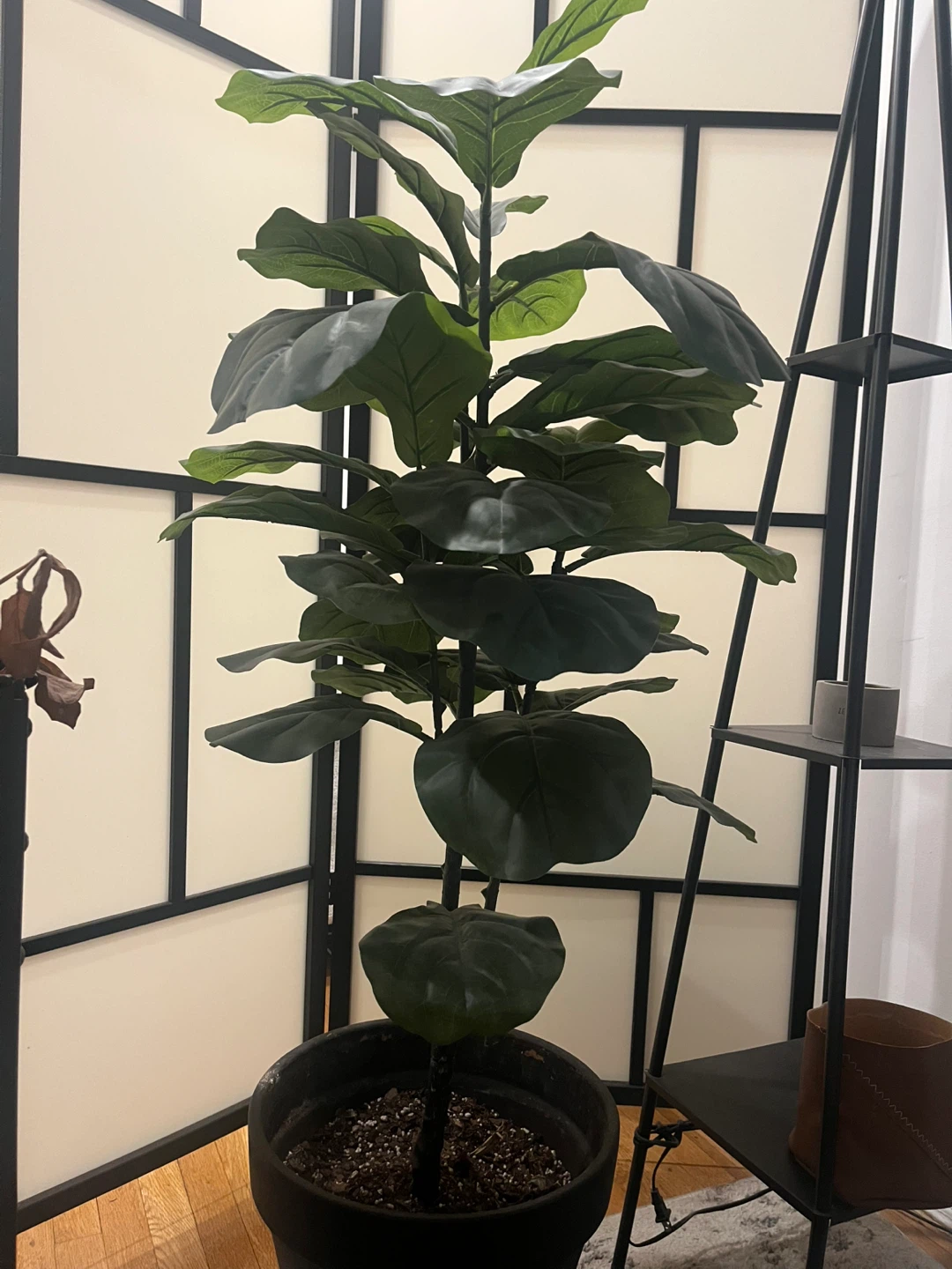 Fiddle Leaf Fig Tree