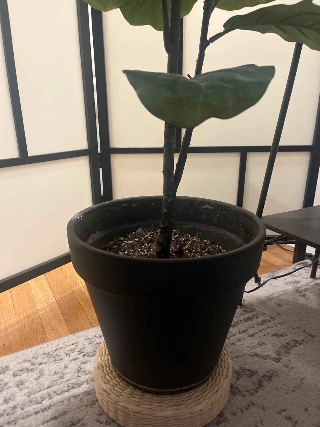 Fiddle Leaf Fig Tree - photo 2