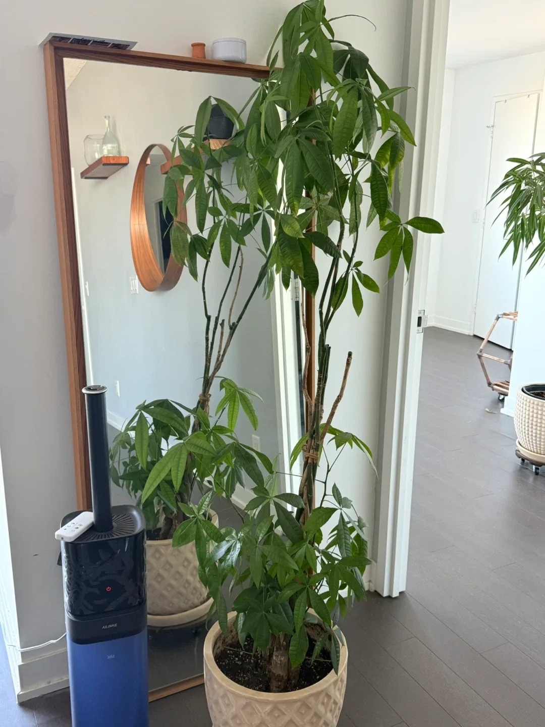 Money Tree Plant thumbnail