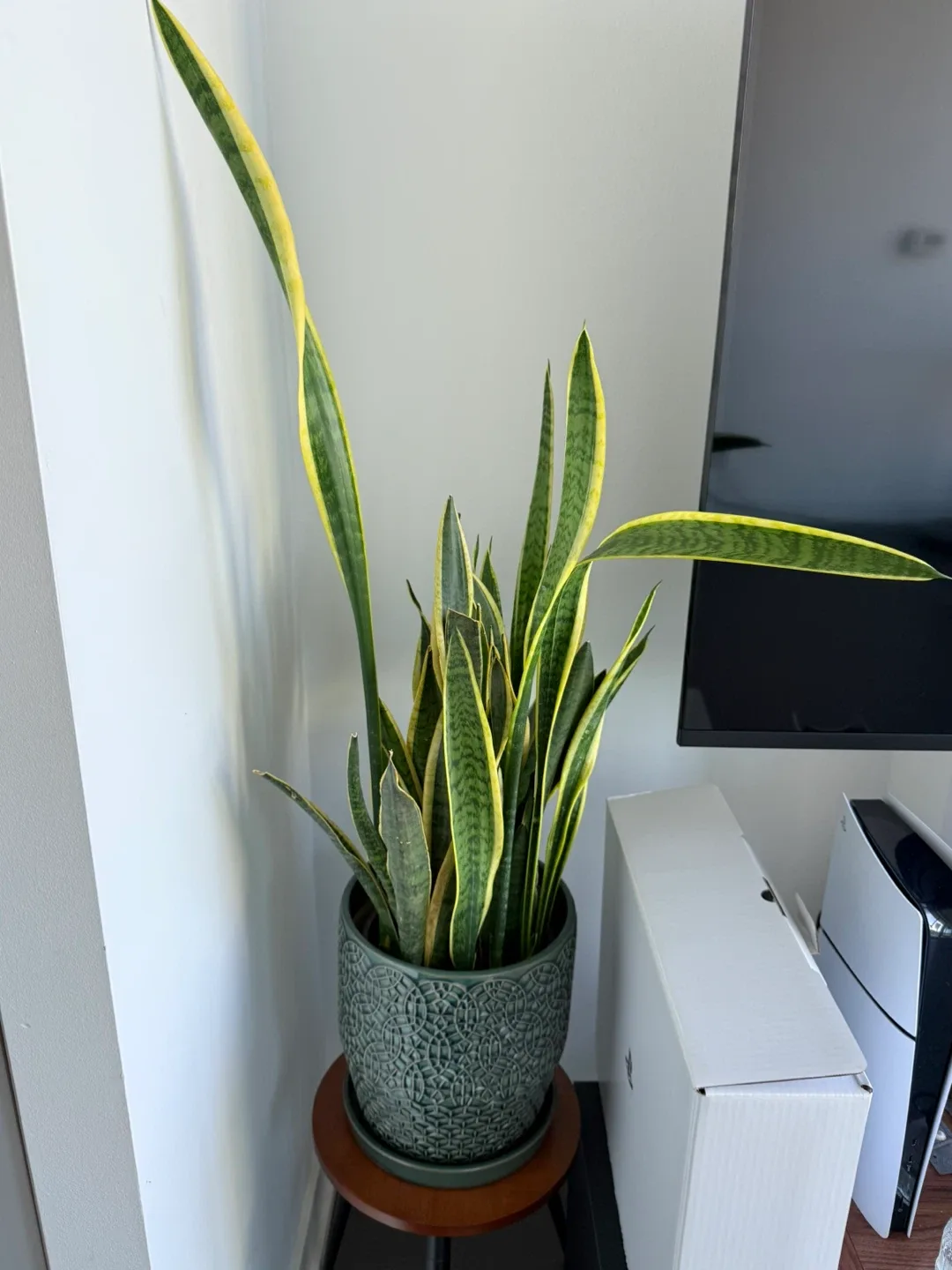 Snake Plant in Decorative Pot thumbnail