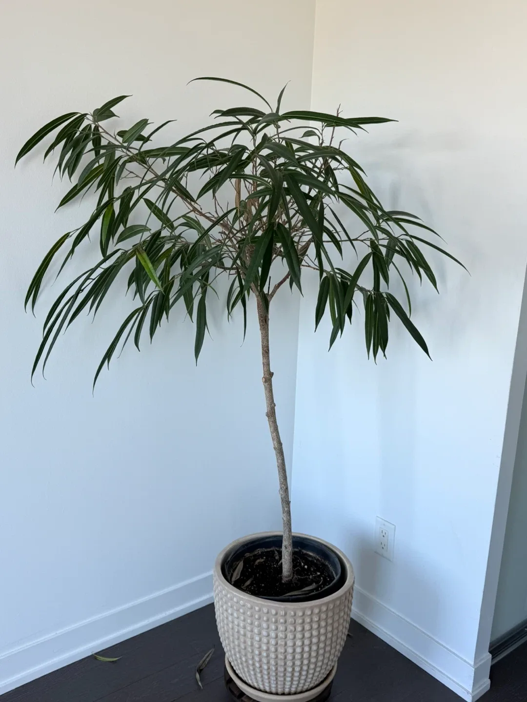 Ficus Alii Plant thumbnail