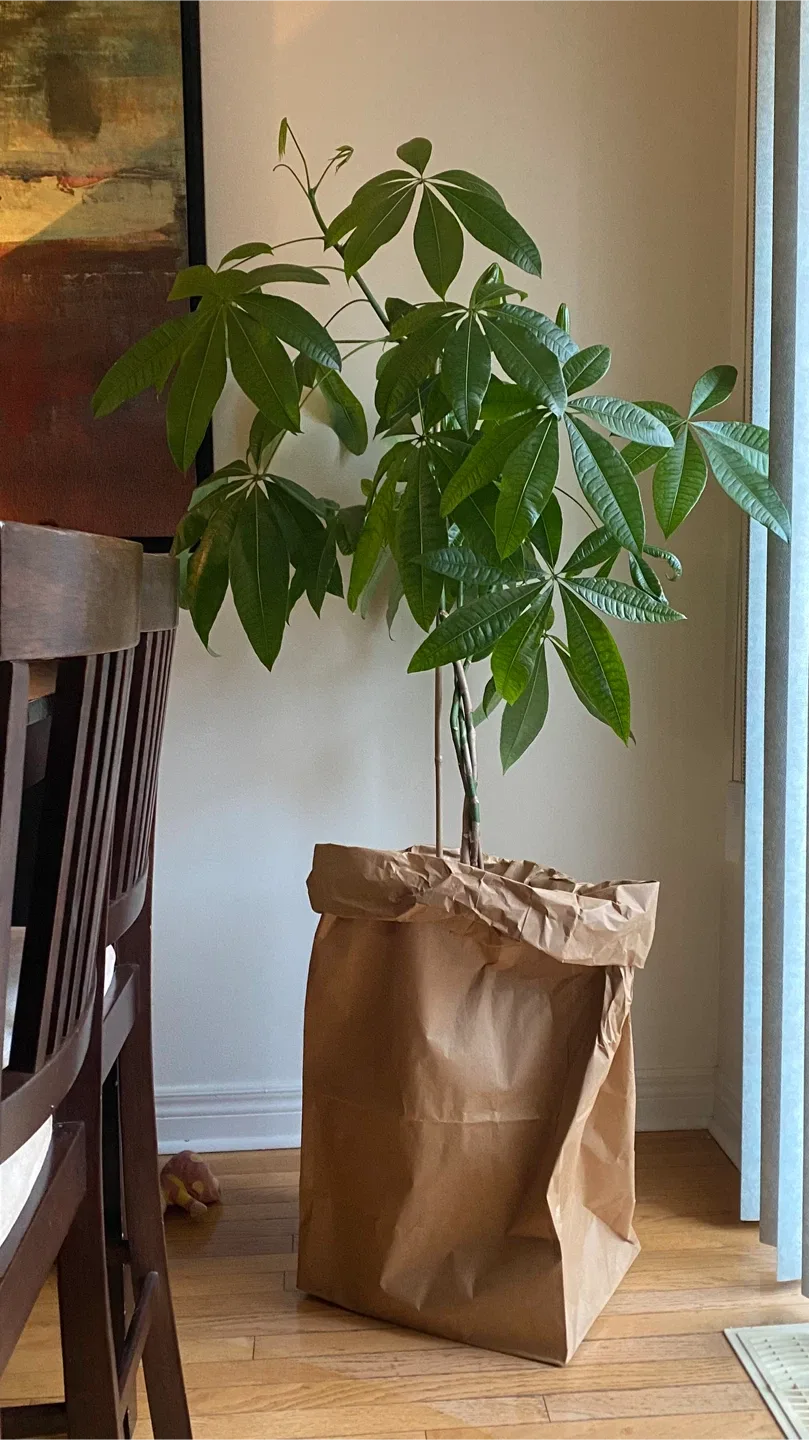 Money Tree Plant image indicator(2)