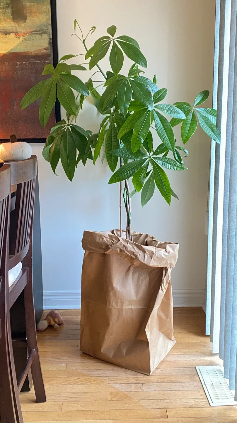 Money Tree Plant thumbnail