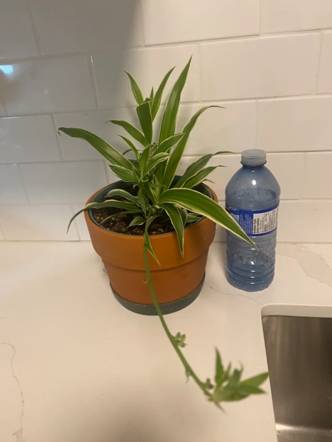 Spider Plant in Terracotta Pot image indicator(2)