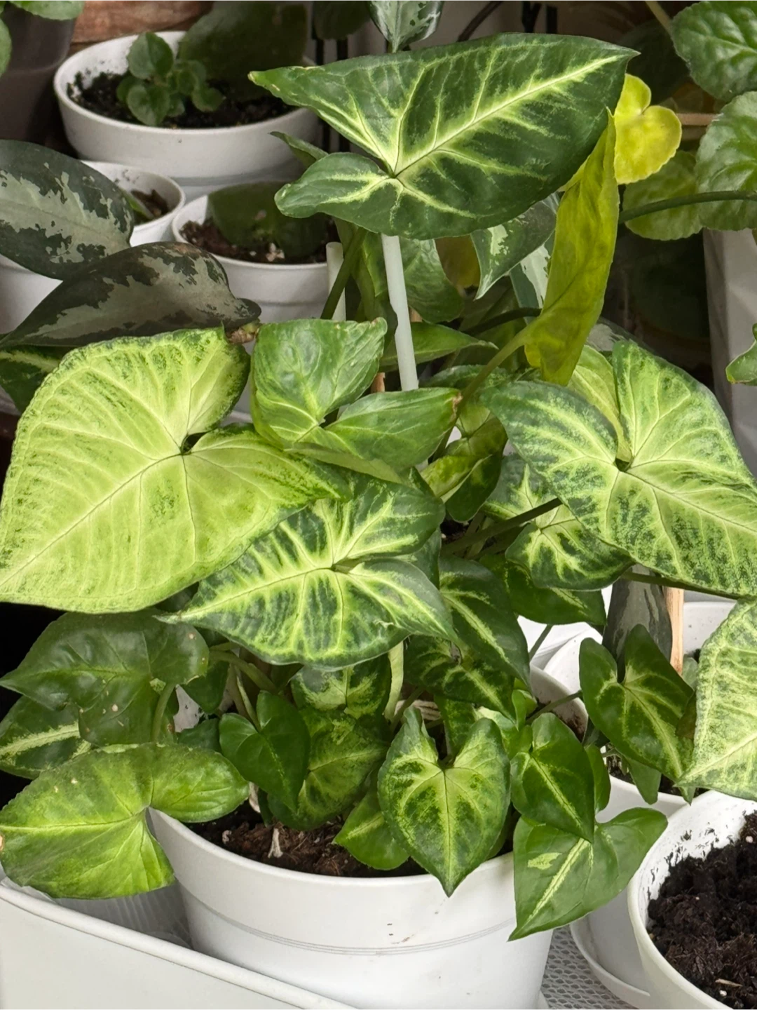Syngonium Plant