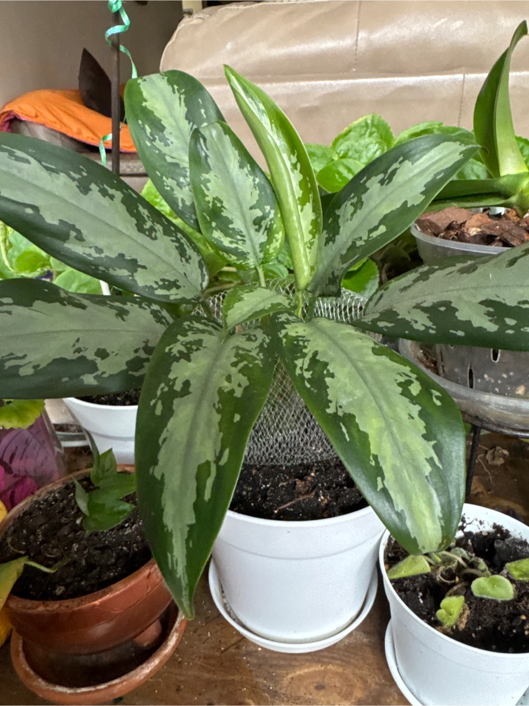 Potted Aglaonema Plant