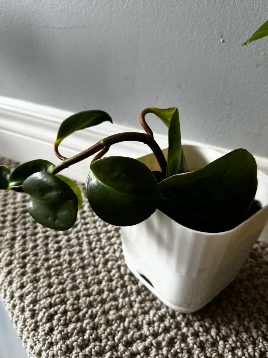 Potted Peperomia Plant image indicator(3)