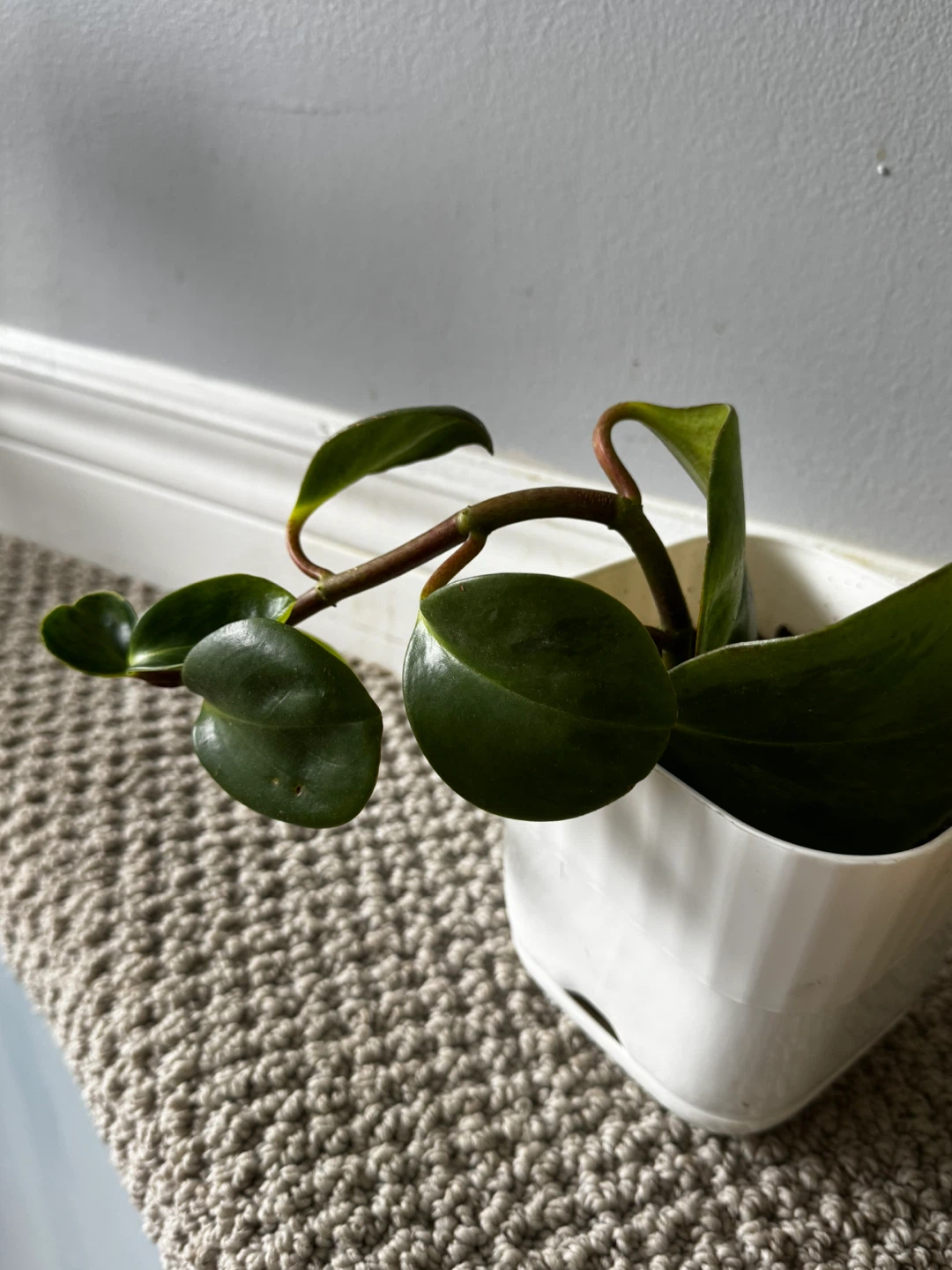Potted Peperomia Plant - photo 2