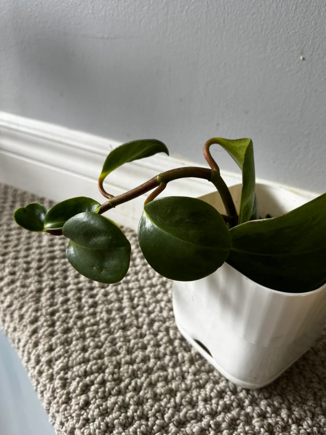 Potted Peperomia Plant image indicator(2)