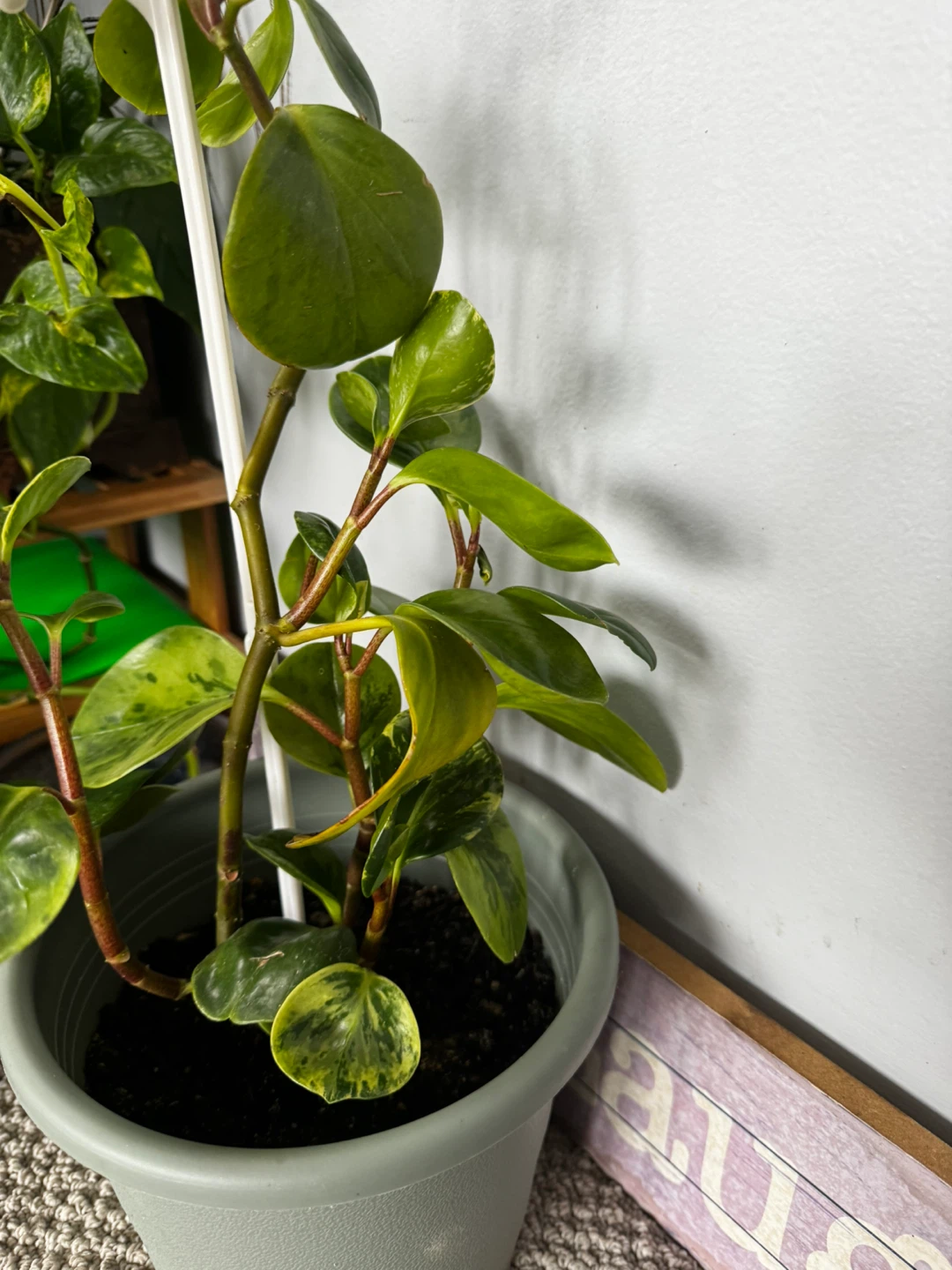 Potted Peperomia Plant