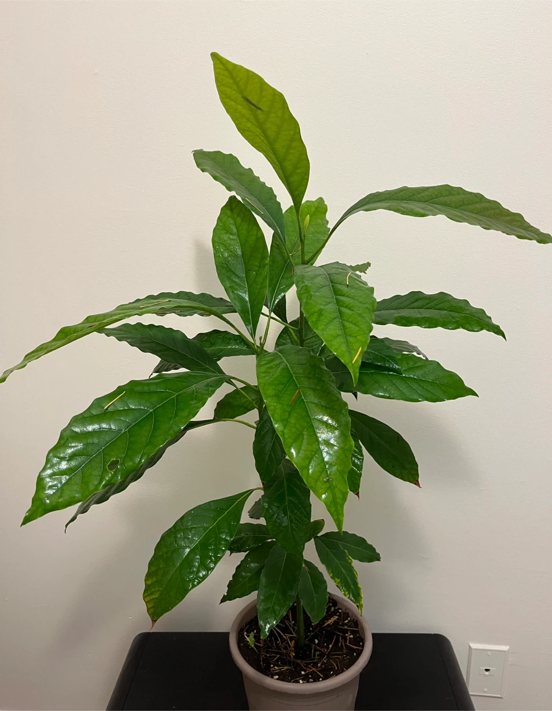 Avocado - seedling