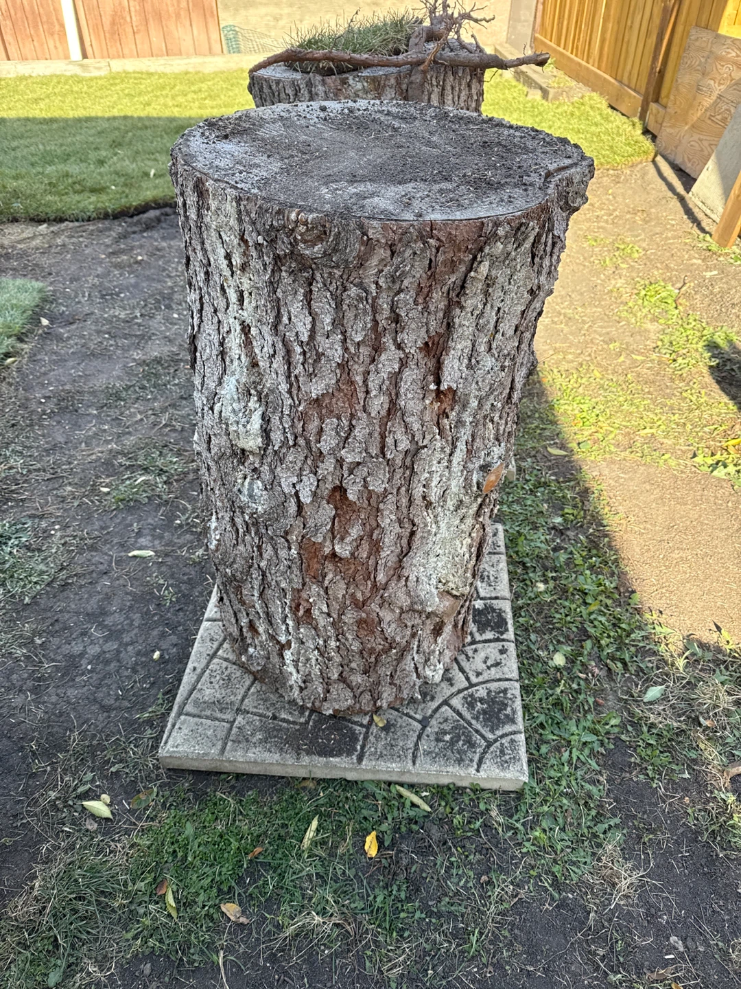 2 Tree Stump for fireside Table or chairs 🥕
