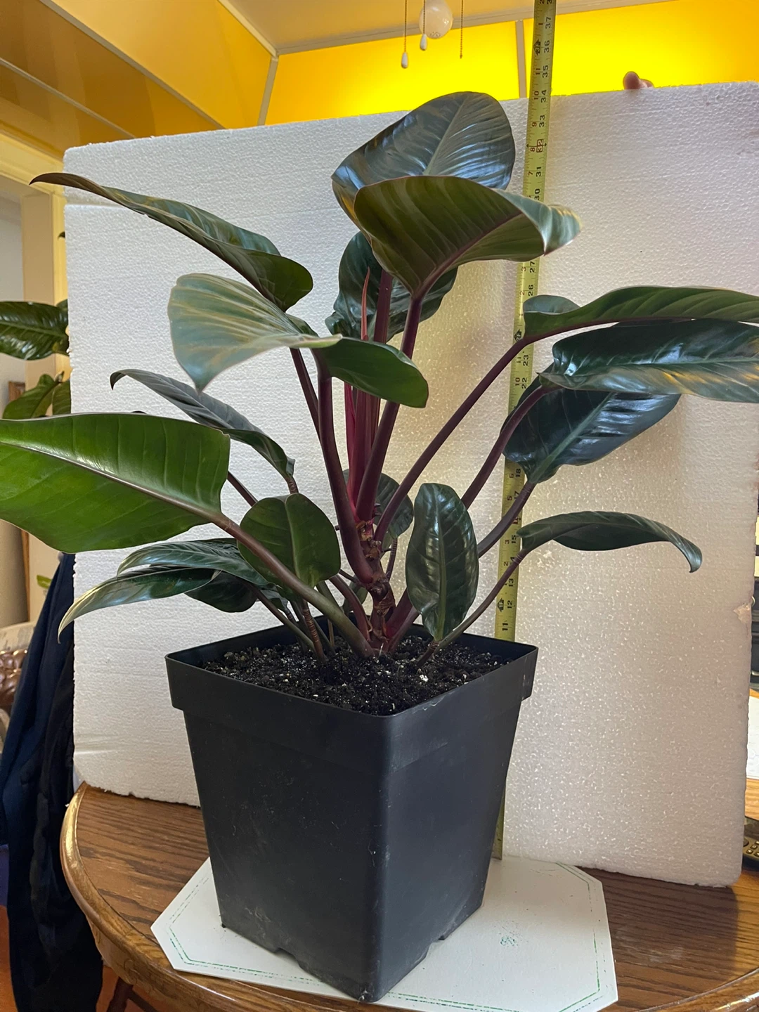 Potted Plant - photo 2