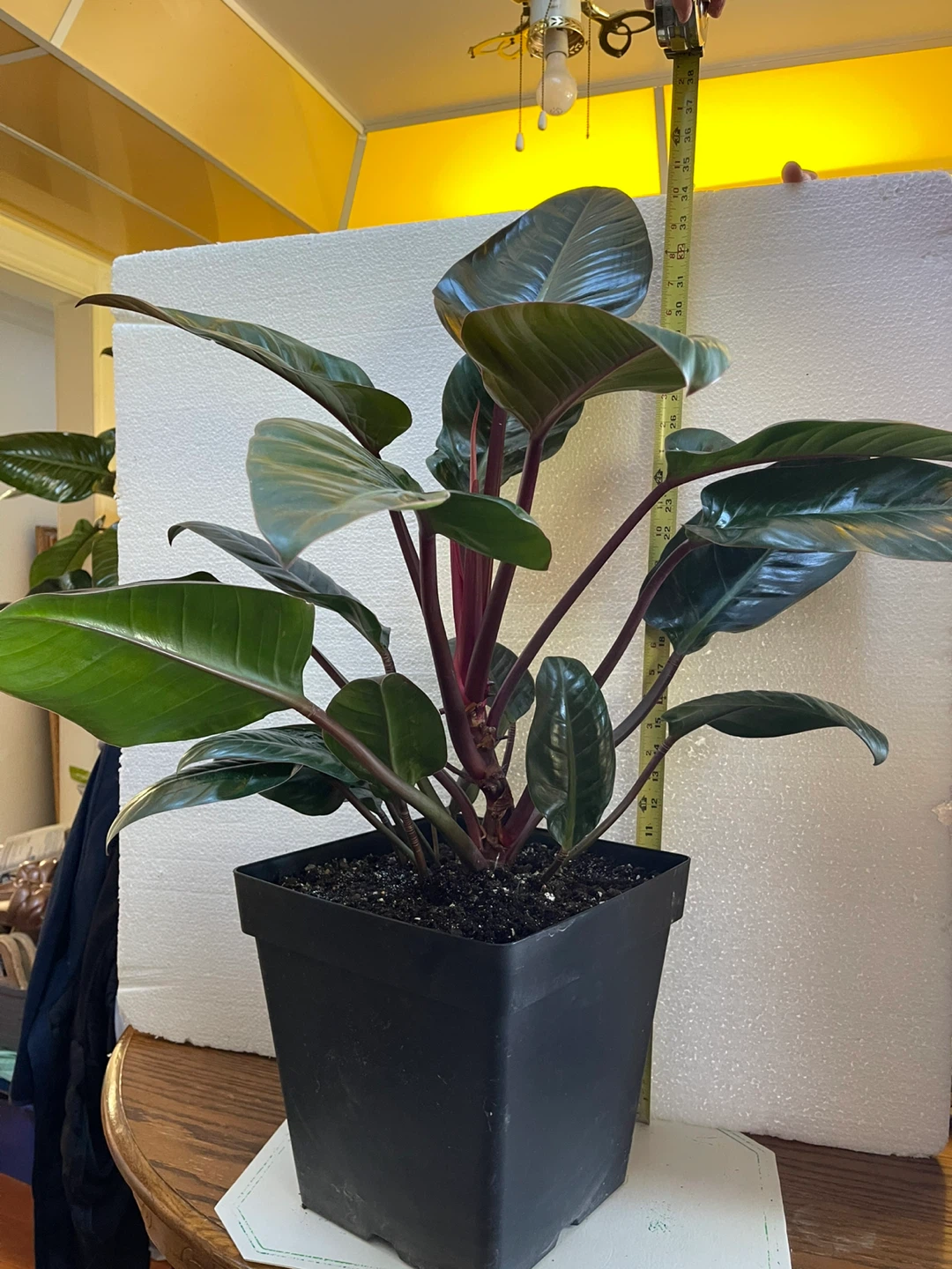 Potted Plant
