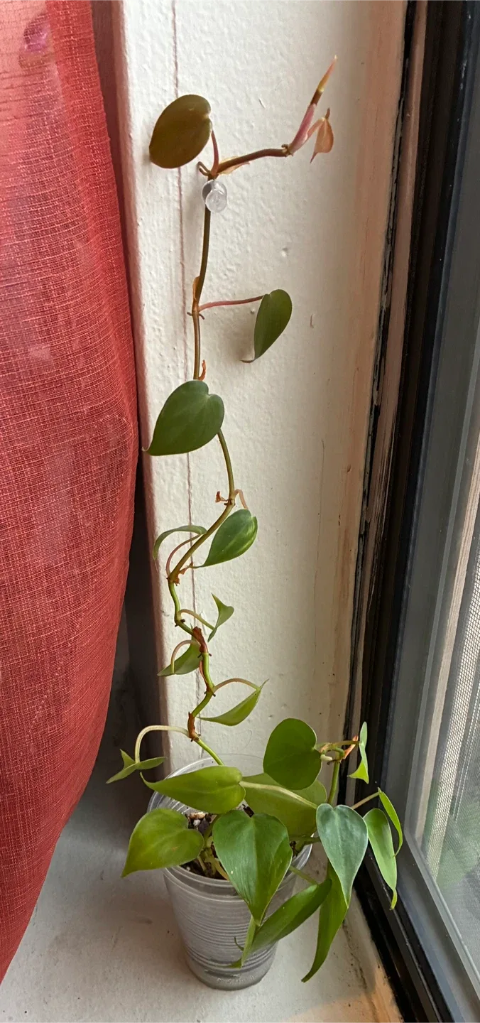 🥕Potted Philodendron Hederaceum Plant image indicator(2)