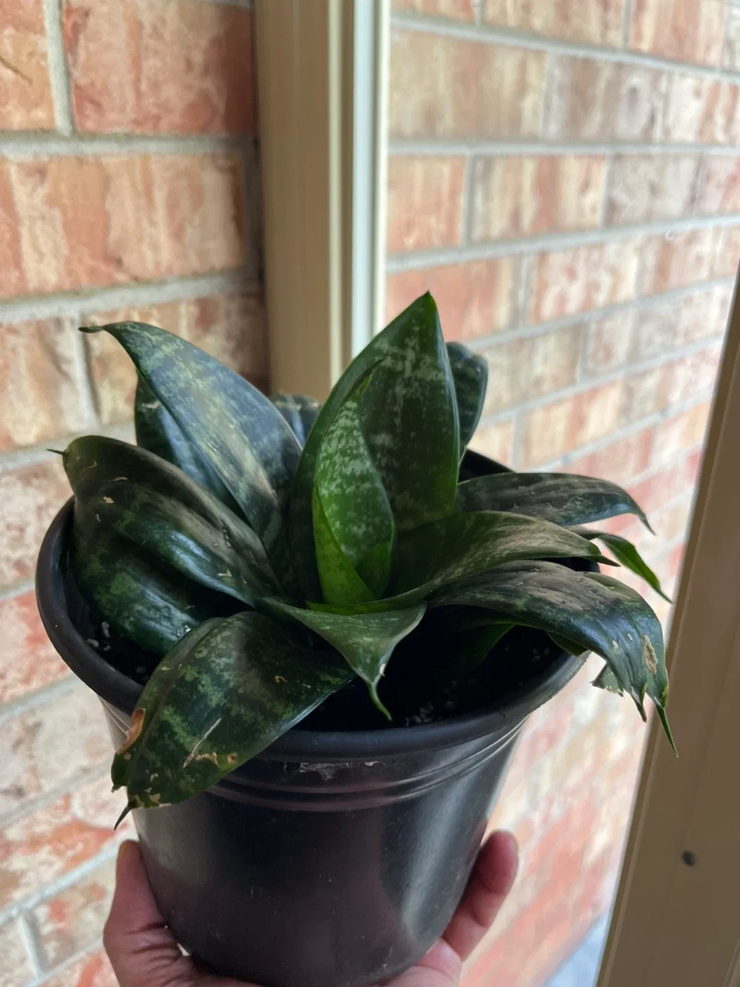 🥕Potted Snake Plants (birds nest) available image indicator(5)