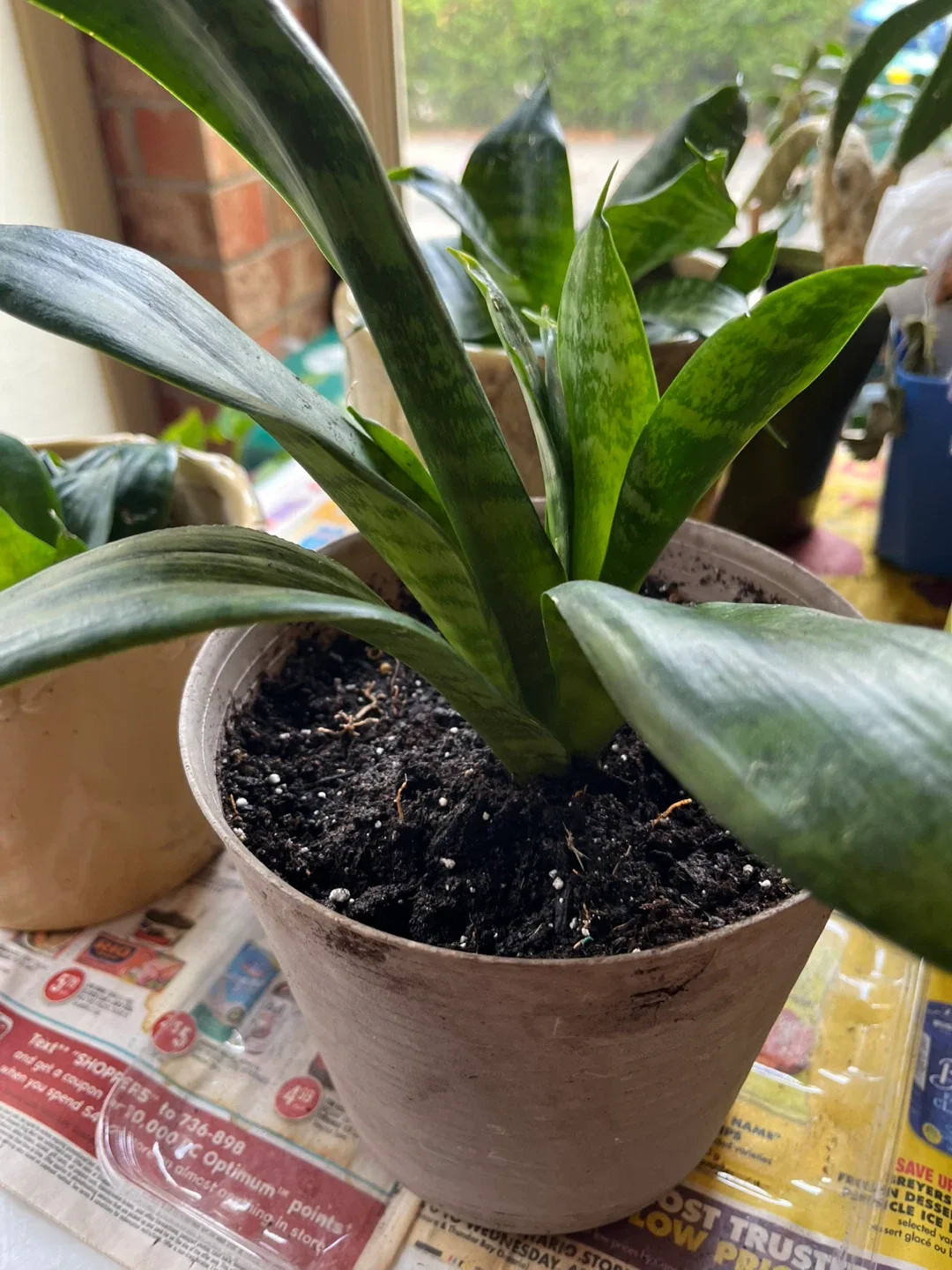 🥕Potted Snake Plants (birds nest) available image indicator(2)