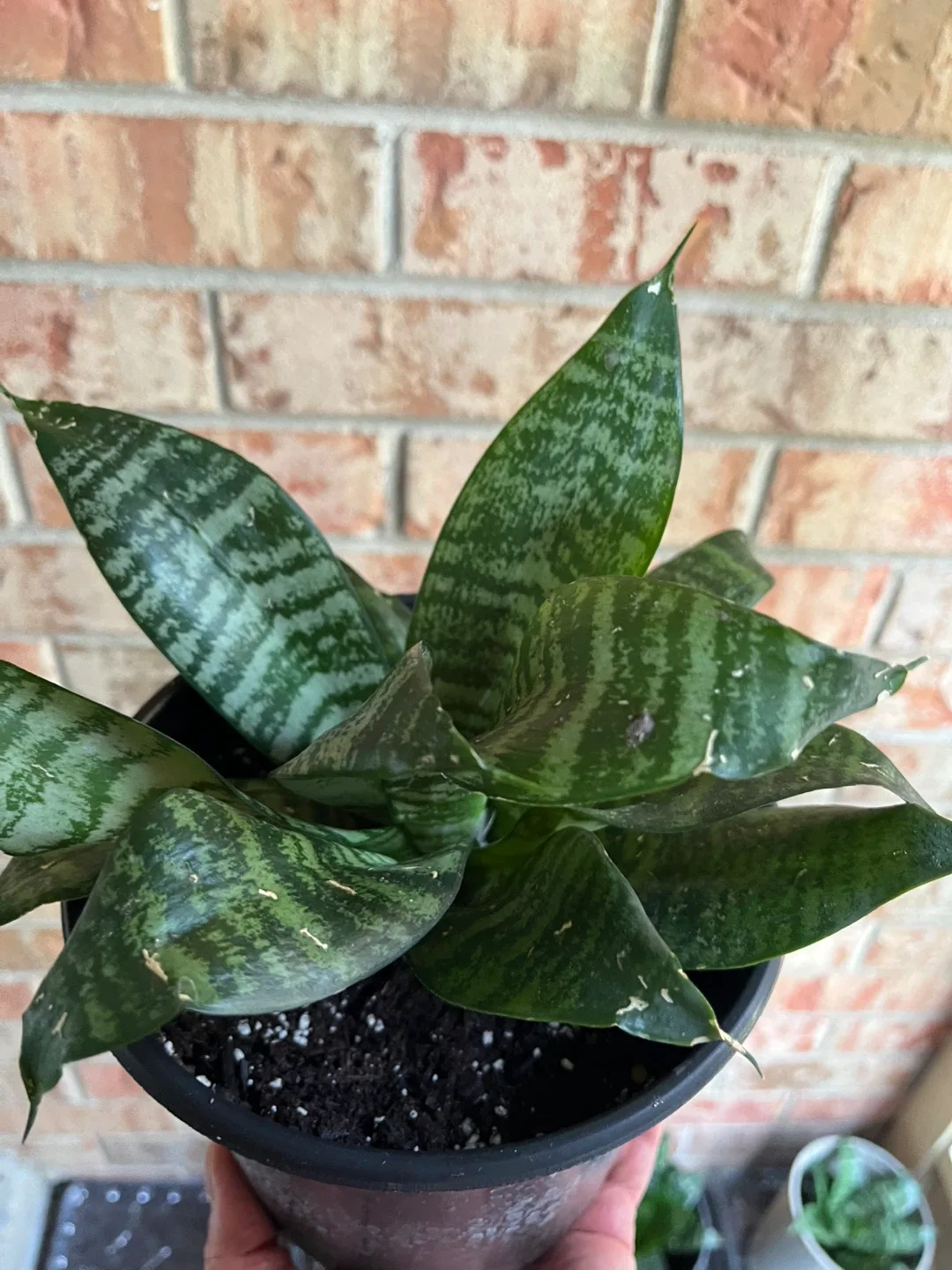 🥕Potted Snake Plants (birds nest) available image indicator(6)