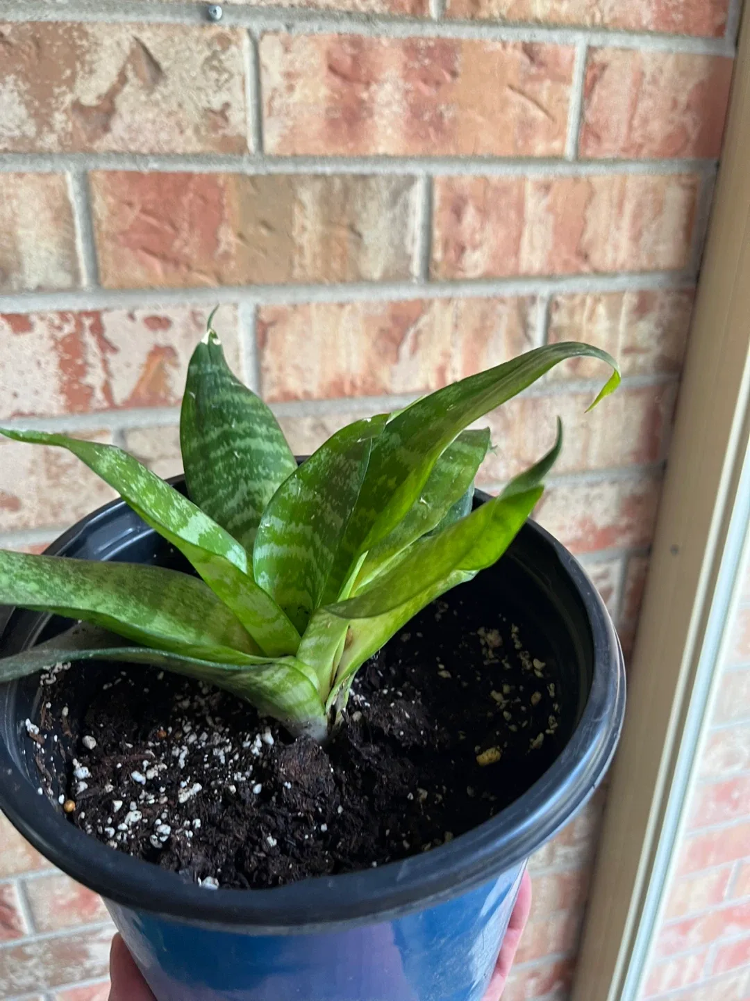 🥕Potted Snake Plants (birds nest) available image indicator(4)