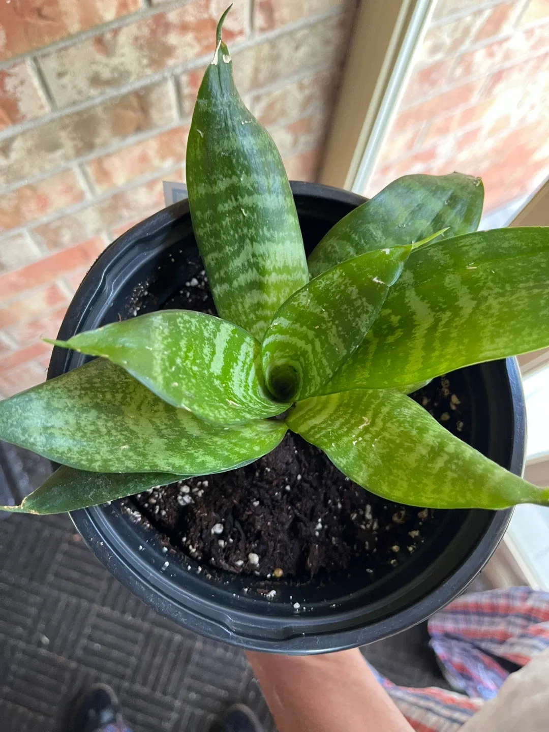 🥕Potted Snake Plants (birds nest) available image indicator(3)