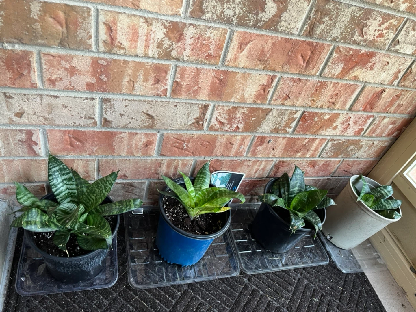 Potted Snake Plants (birds nest) available