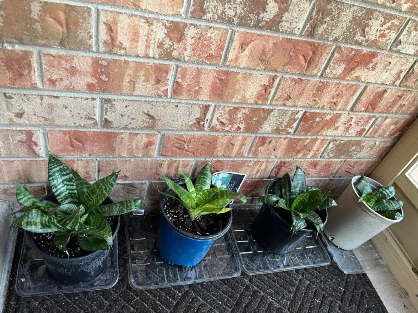 🥕Potted Snake Plants (birds nest) available thumbnail