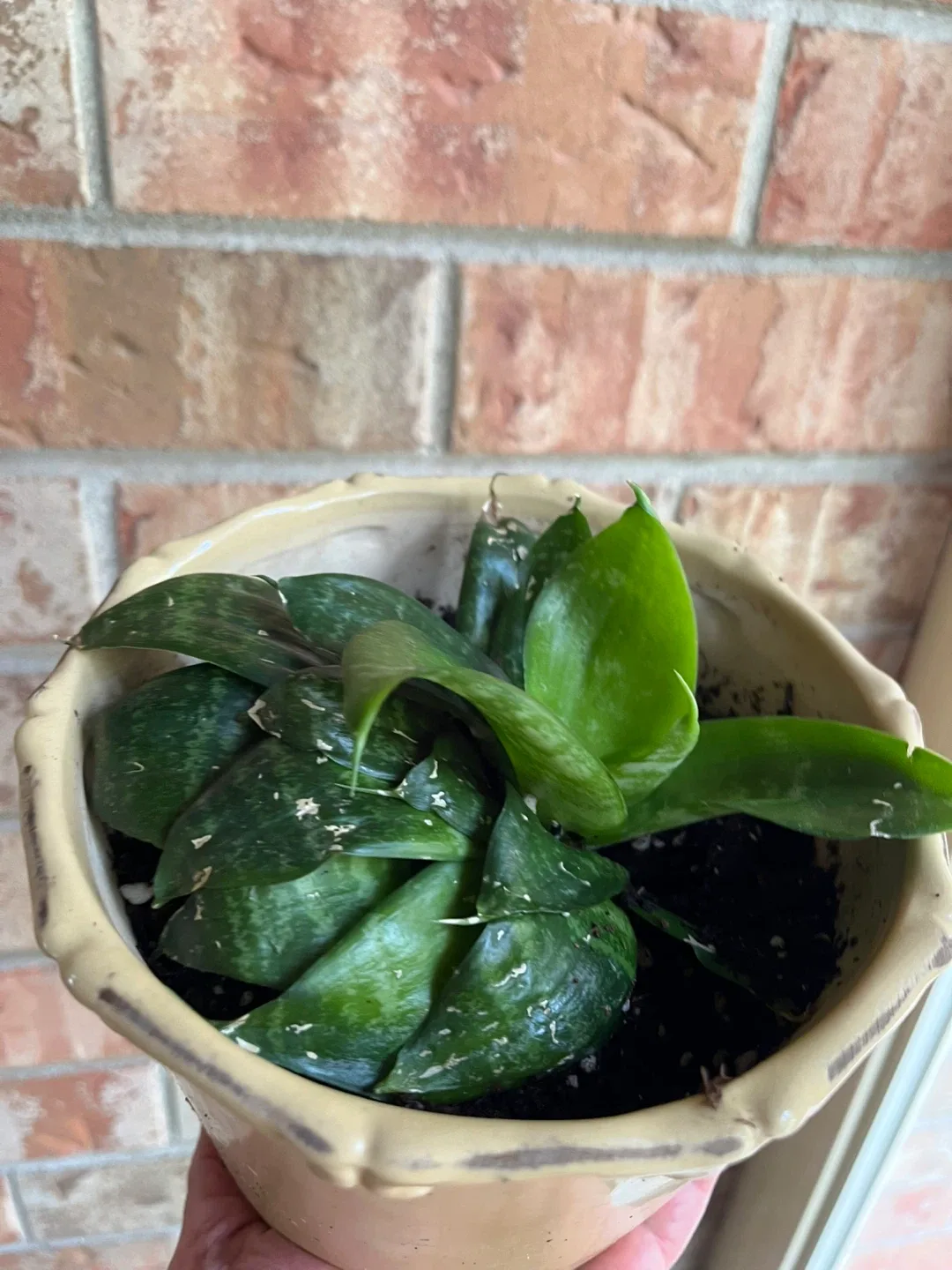 🥕Potted Snake Plants (birds nest) available image indicator(8)