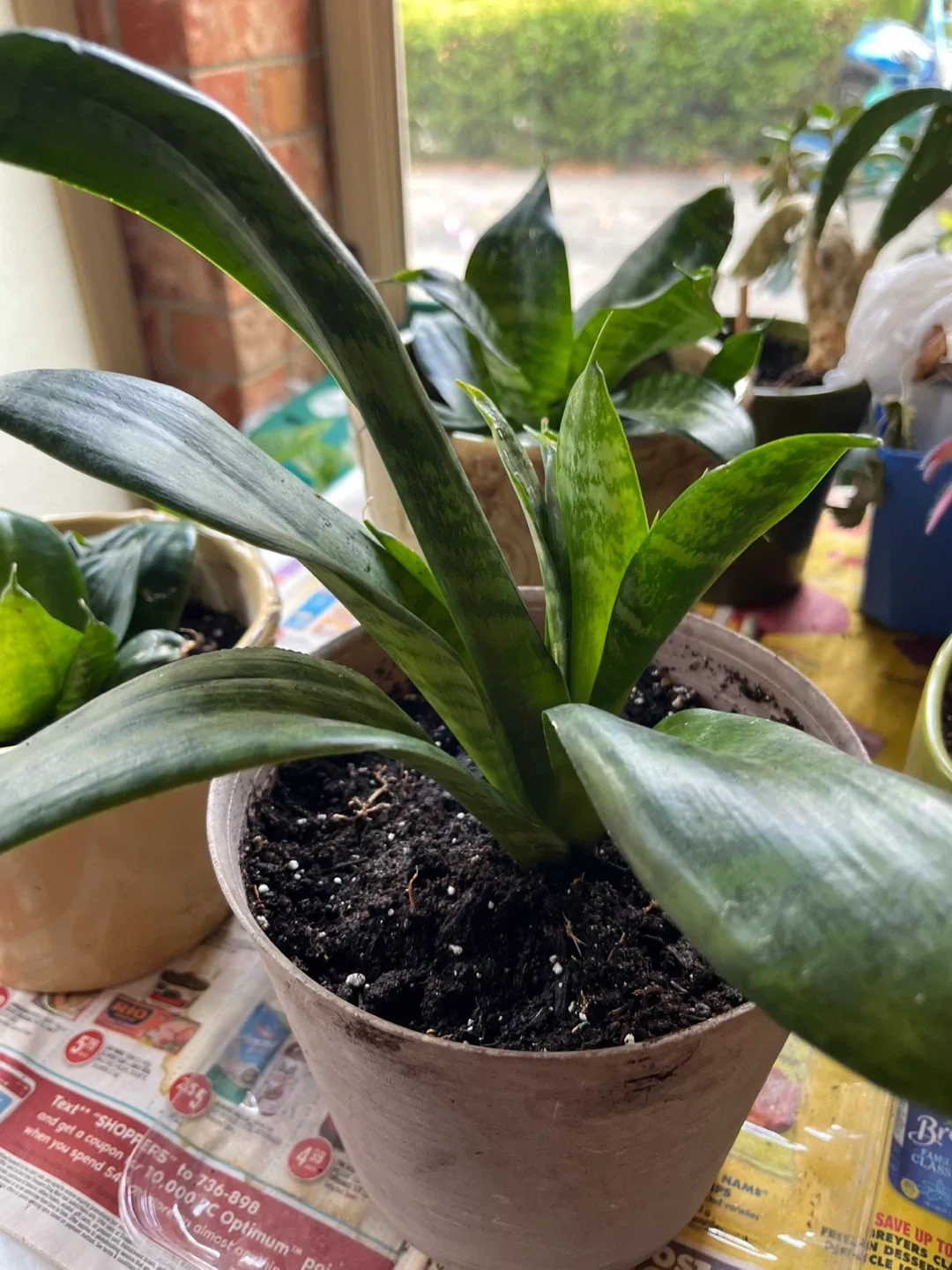 🥕Potted Snake Plants (birds nest) available image indicator(10)