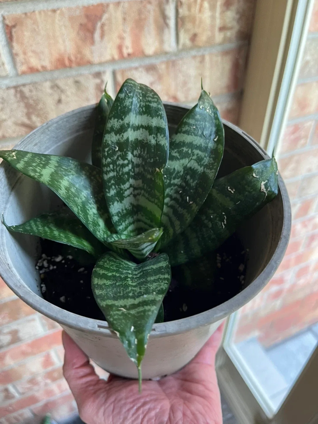 🥕Potted Snake Plants (birds nest) available image indicator(9)