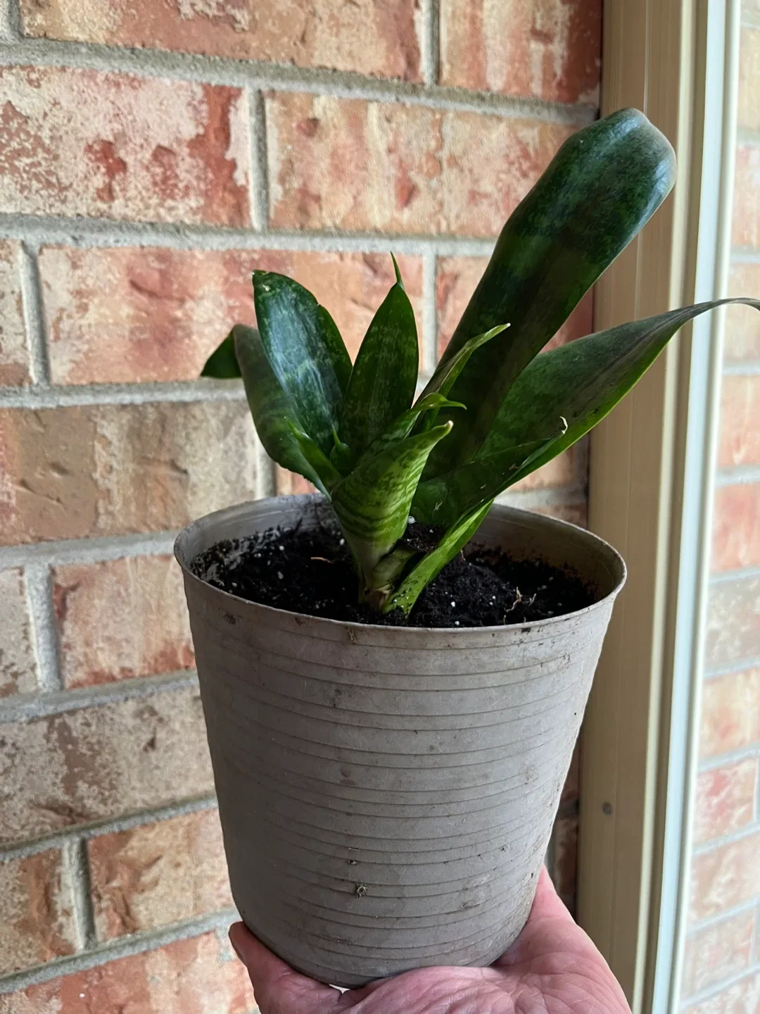 🥕Potted Snake Plants (birds nest) available image indicator(7)