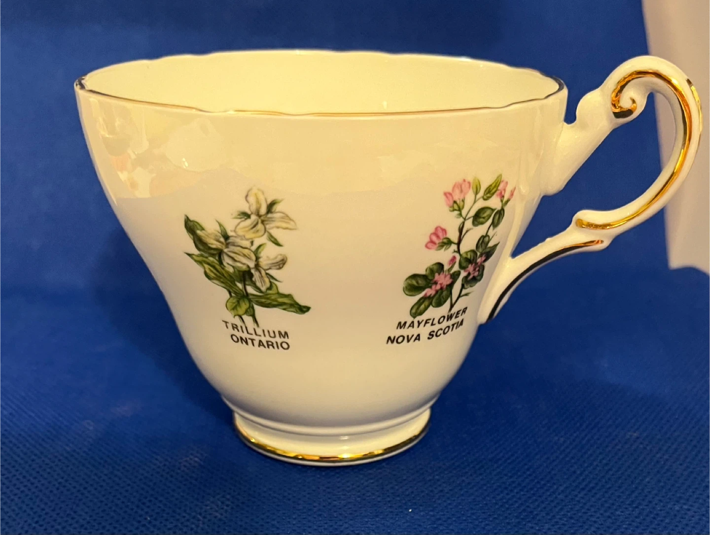 Royal Darwood Bone China Cup and Saucer - photo 4