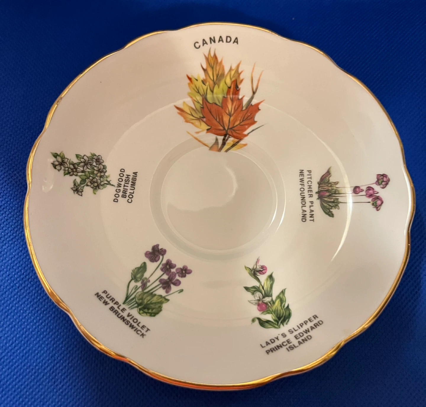 Royal Darwood Bone China Cup and Saucer - photo 2